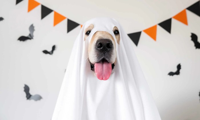 Last minute diy dog costume