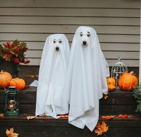 Dog ghost costume diy