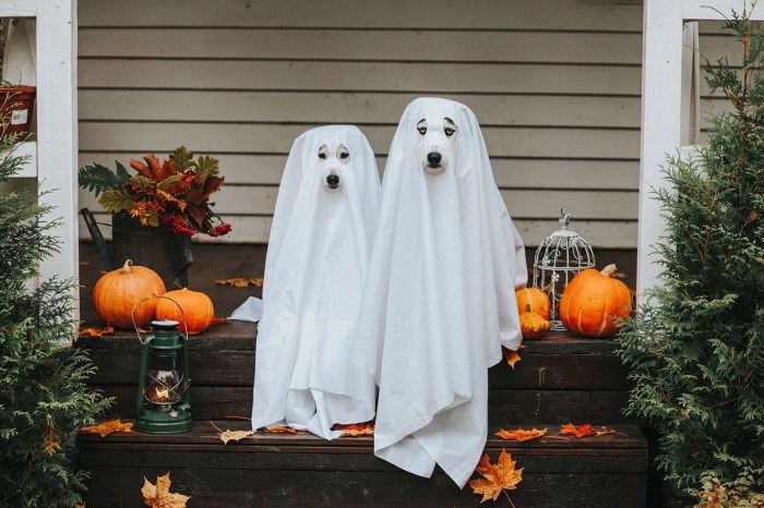 Dog ghost costume diy